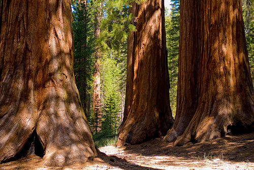 sequoia-trees_by-Joi
